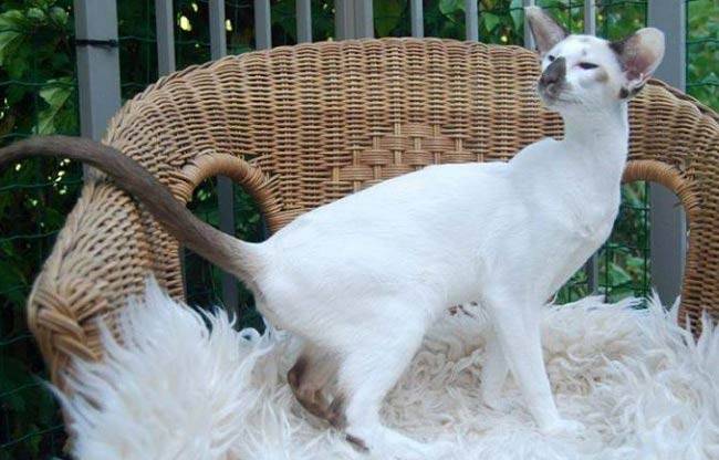 сейшельская кошка