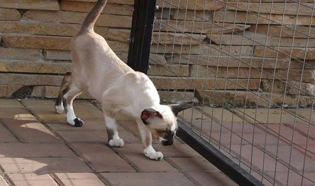 сейшельская кошка котята