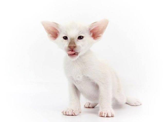 сейшельская кошка цена