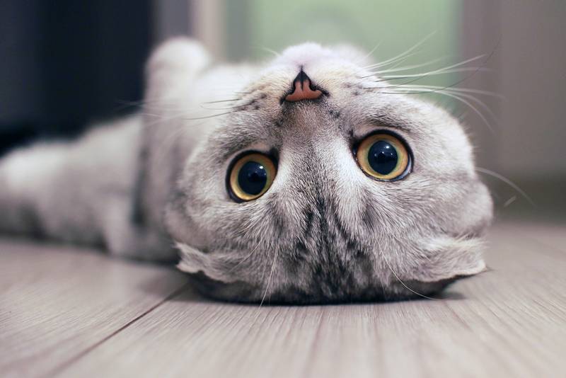 шотландская вислоухая котята