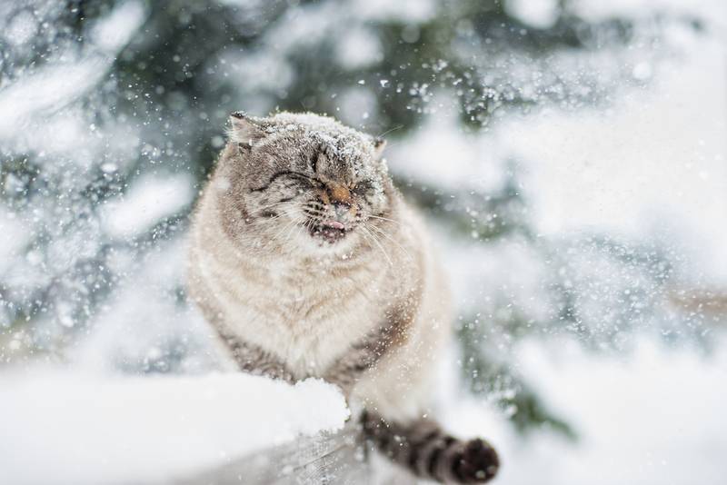 сибирская кошка