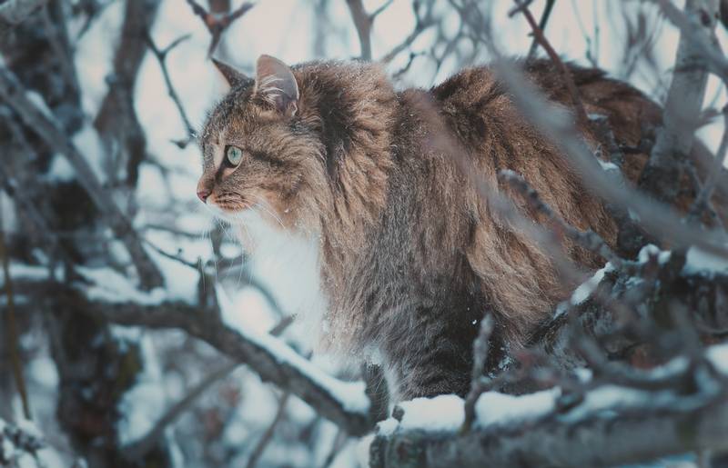 сибирская кошка котята
