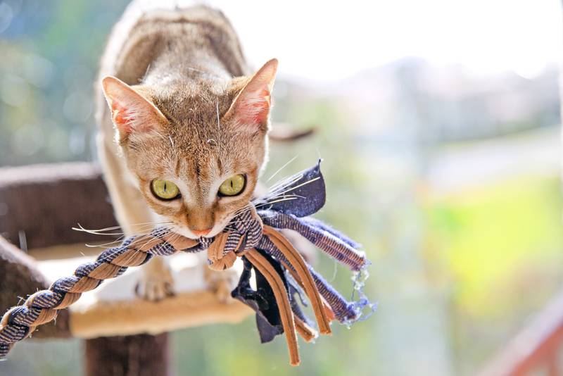 сингапурская кошка котята