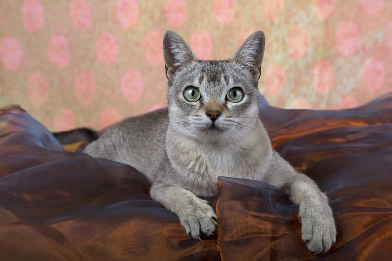 сингапурская кошка цена