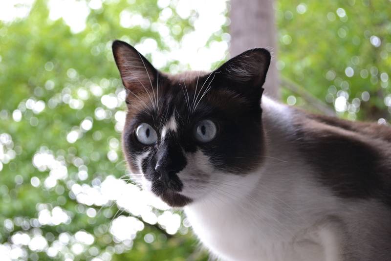 сноу-шу котята
