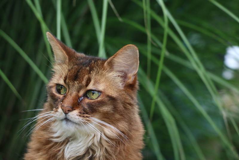 сомалийская кошка фото