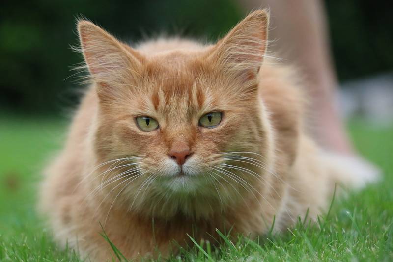 сомалийская кошка котята