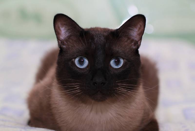 тайская кошка фото