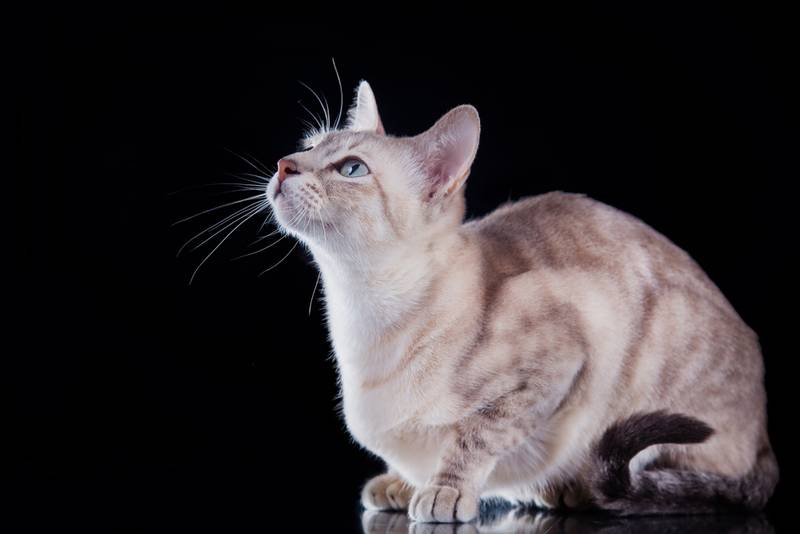 тонкинская кошка котята