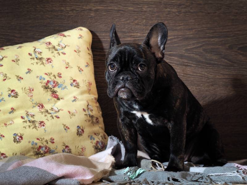 собаку следует наказывать без физического воздействия