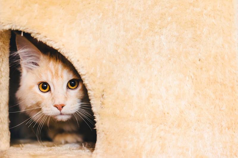кошачий домик помогает отучить кошку лазить по столам
