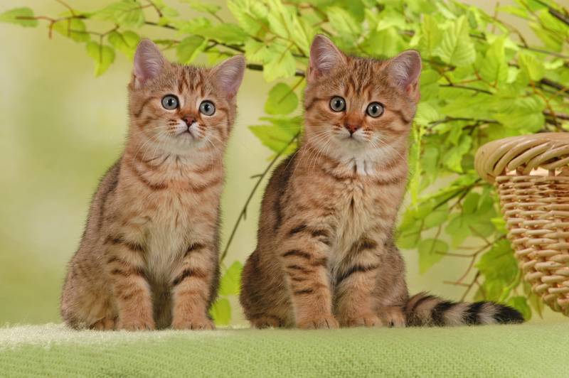 открытие глаза у котят зависит от многих факторов