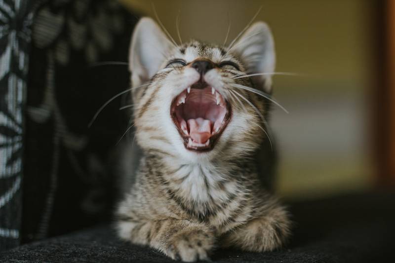 временные молочные зубы у котенка