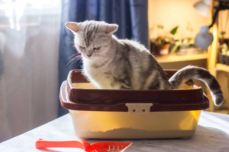 больной кот напрягается перед туалетом
